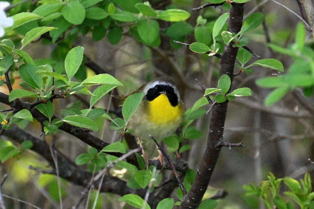 Warbler, Common Yellowthroat, 2025-05087638 Parker River NWR, MA.JPG - Common Yellowthroat. Parker River National Wildlife Refuge, MA, 5-8-2025